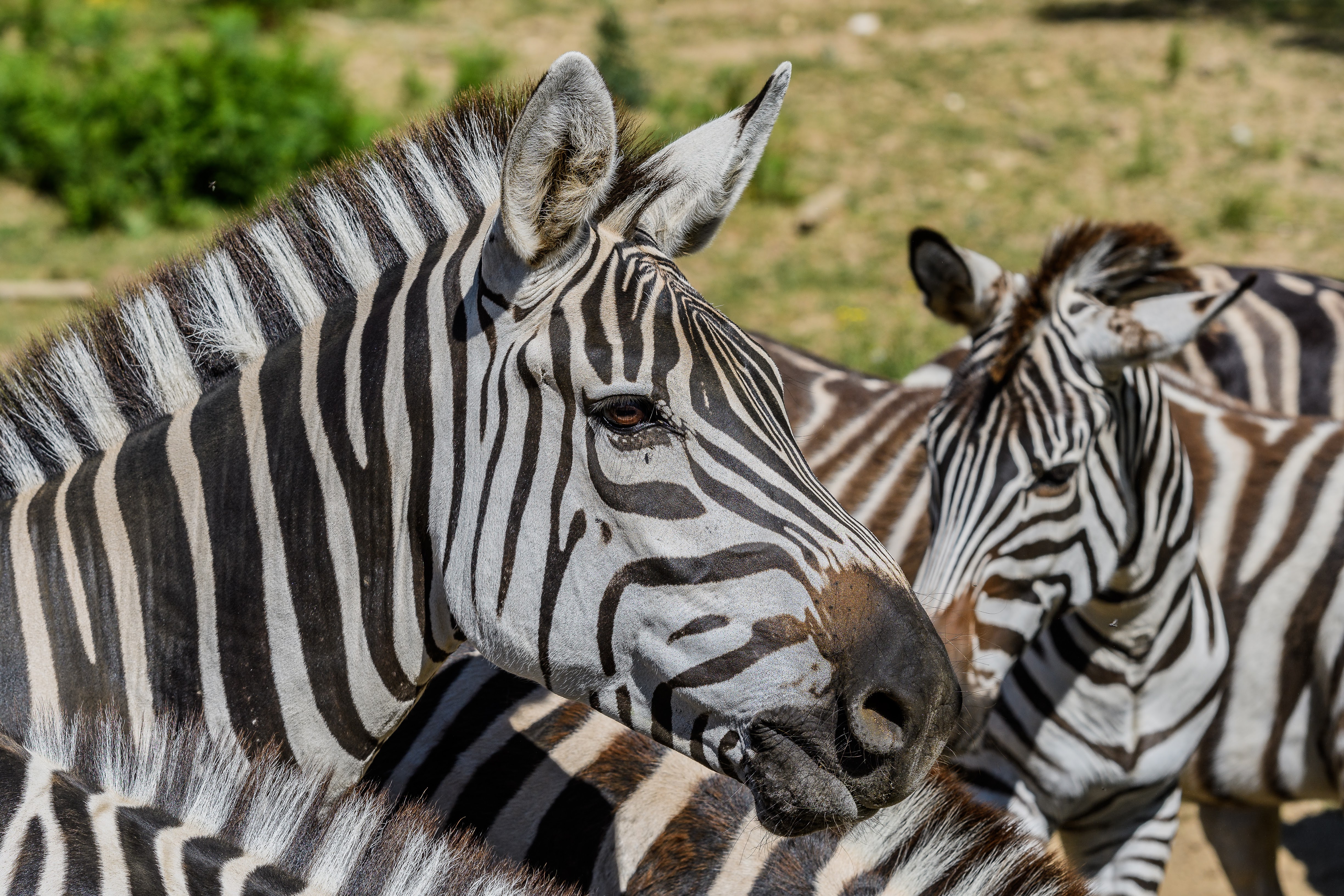 E Billet Adulte Zoo Du Bois Attilly 2019